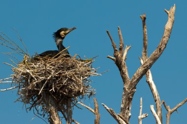 Tuna Deltası'nda büyük karabatak (Phalacrocorax carbo)