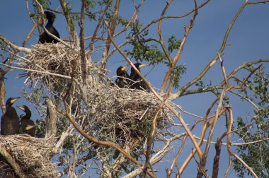 Tuna Deltası'nda büyük karabatak (Phalacrocorax carbo)