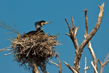 Tuna Deltası'nda büyük karabatak (Phalacrocorax carbo)