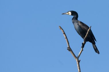 Great Cormorant on a branch clipart