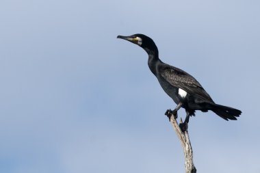 dal büyük karabatak