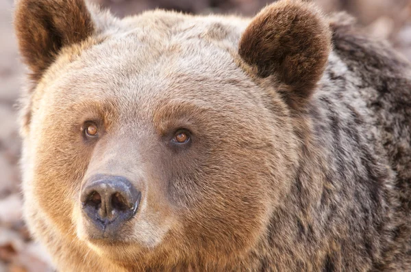 브라운 곰 portrair — 스톡 사진