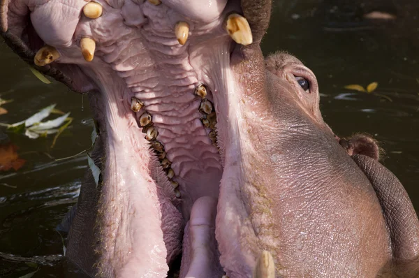 Hippopotamus with open mouth — Stock Photo, Image