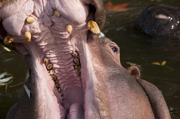 Hippopotamus with open mouth — Stock Photo, Image