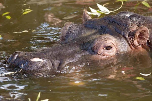 Portret hipopotam — Zdjęcie stockowe