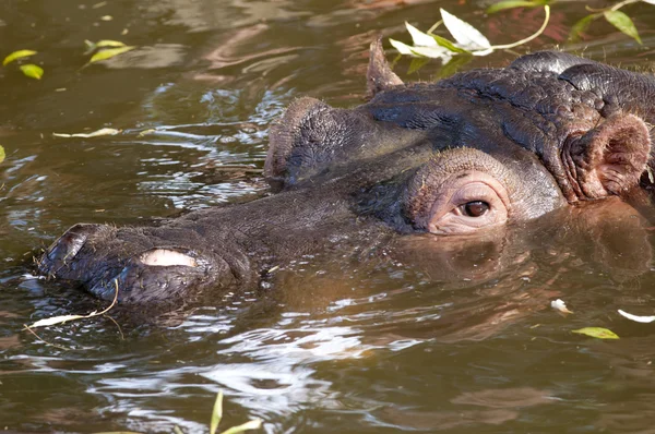 Retrato de hipopótamo — Fotografia de Stock
