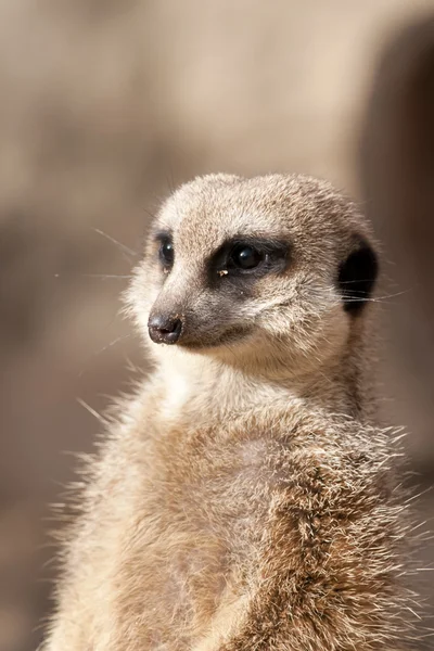 Suricate 또는 몽구스 meerkat — 스톡 사진