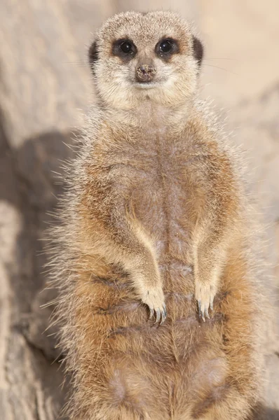 Suricate or Mongoose or Meerkat — Stock Photo, Image