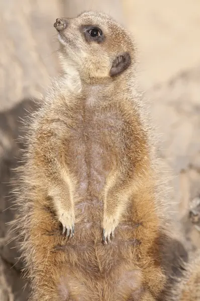 Suricado ou Mongoose ou Meerkat — Fotografia de Stock