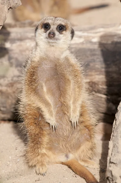 Suricate or Mongoose or Meerkat — Stock Photo, Image