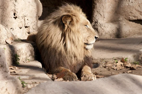 Leão descansando — Fotografia de Stock