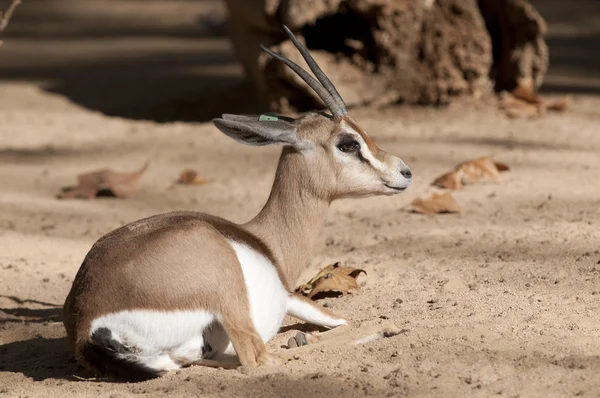 Dorcas Gazelle Laid Down — Stock Photo, Image