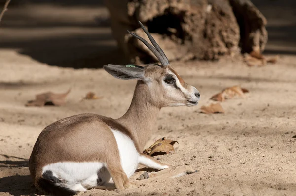 Dorcas Gazelle Deitado — Fotografia de Stock