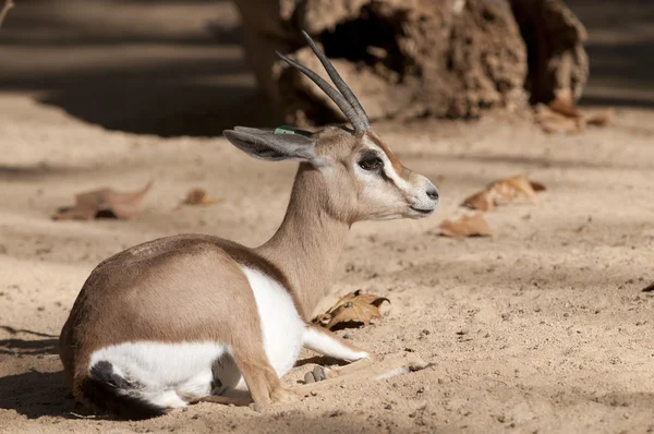 Dorcas gazelle vastgestelde — Stockfoto