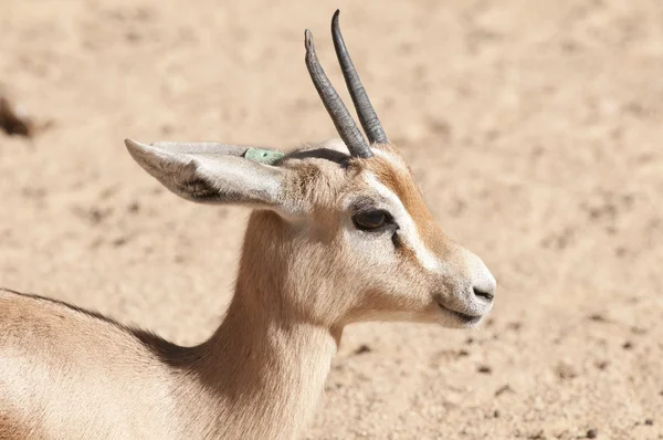 Dorcas Gazelle Portrait — Stock Photo, Image