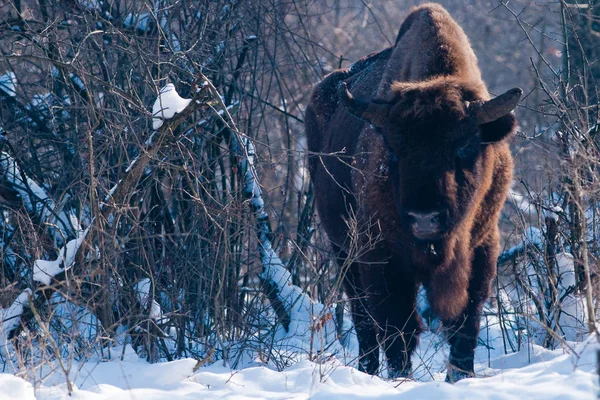 European Bison (Bison bonasus), male, looking in Winter — Stock Photo, Image