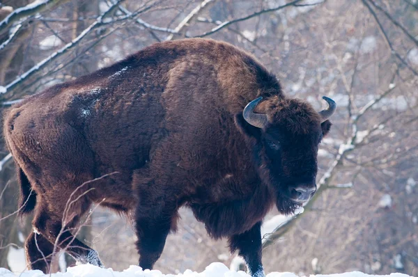 Zimbru european (Bison bonasus), bărbat, în căutarea în timpul iernii — Fotografie, imagine de stoc