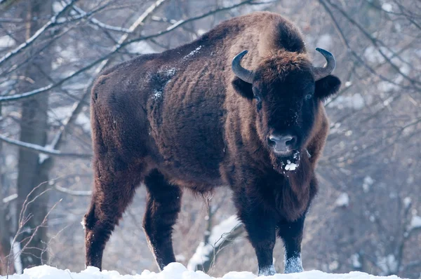 Bisonte Europeo (Bison bonasus), macho, mirando en invierno —  Fotos de Stock