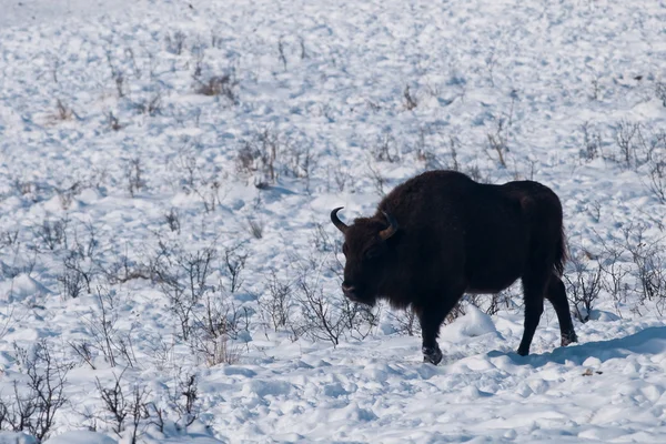 Stock image Male of European Bison (Bison bonasus) in Winter