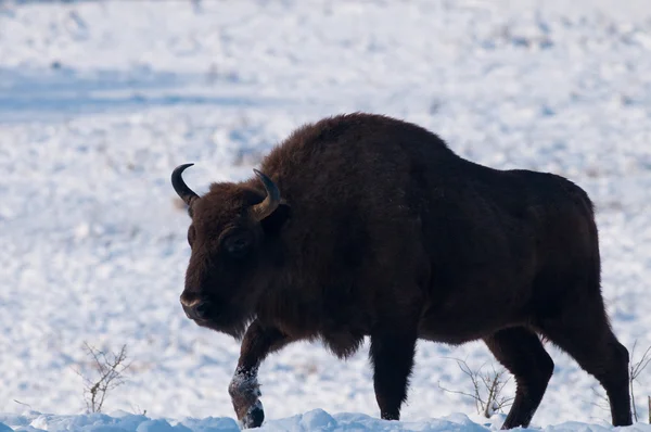 Male of European Bison (Bison bonasus) in Winter — Stock Photo, Image