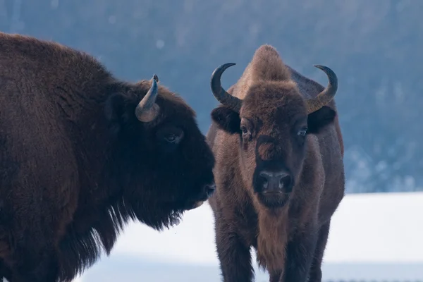 stock image Two European Bisons (Bison bonasus) Portrait in Winter