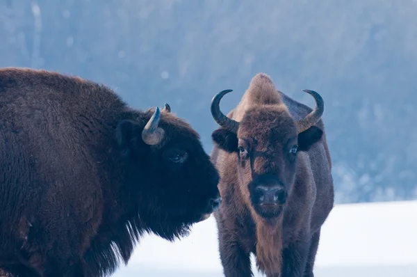 stock image Two European Bisons (Bison bonasus) Portrait in Winter