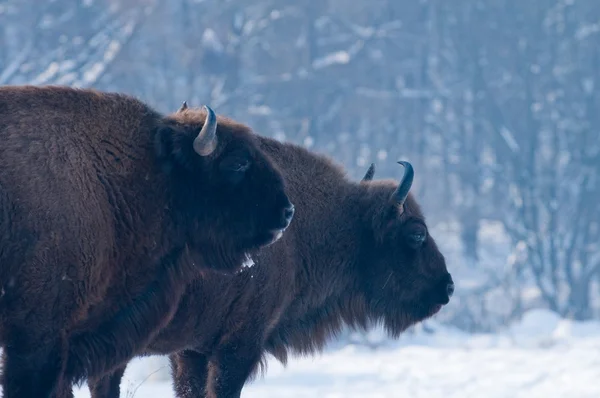 Two European Bisons (Bison bonasus) Portrait in Winter — Stock Photo, Image