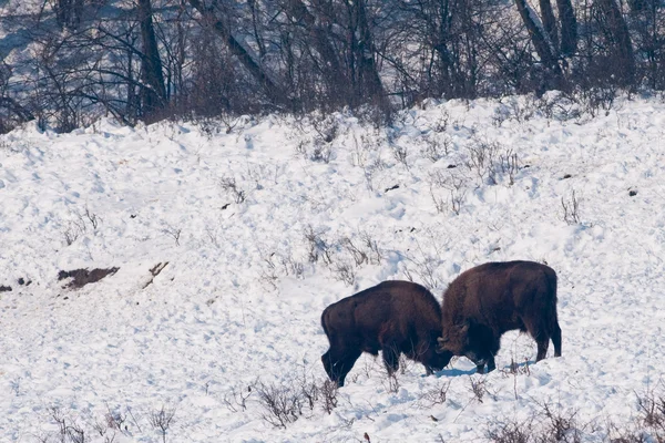 Two European Bisons (Bison bonasus) fighting on Snow — Stock Photo, Image