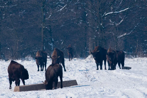 Herd of European Bisons (Bison bonasus) waitnig for food in Winter — Stock Photo, Image