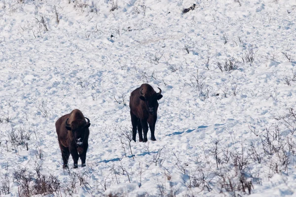 stock image Two European Bisons Looking