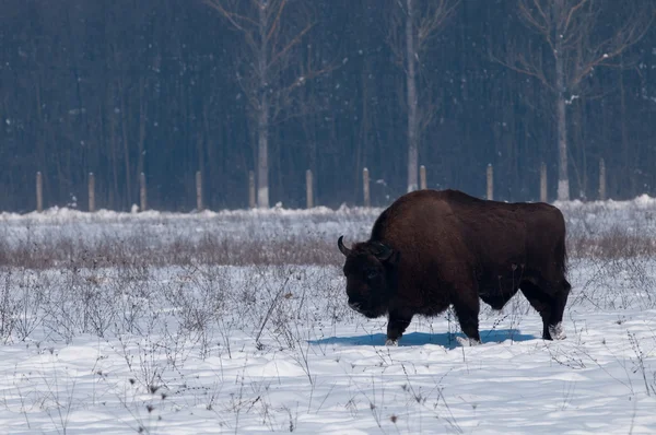 Europese bizon (Bison bonasius) in de Winter — Stockfoto