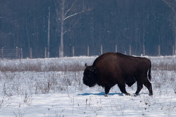 Zimbru european (Bison bonasius) în timpul iernii — Fotografie, imagine de stoc