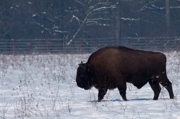 European Bison (Bison bonasius) in Winter — Stock Photo, Image