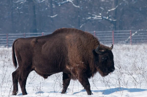 Bisonte europeo (Bison bonasius) en invierno — Foto de Stock