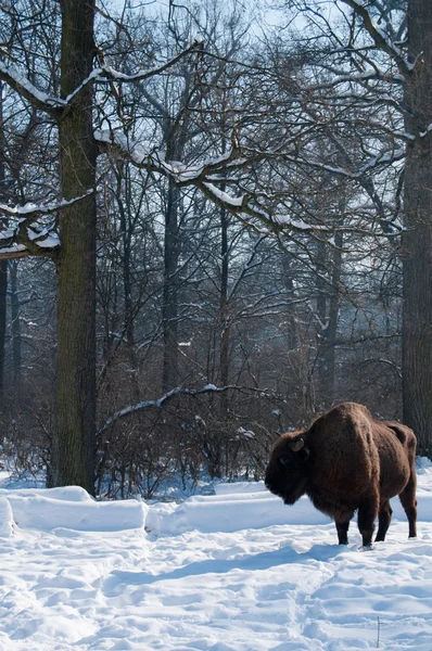 European Bison (Bison bonasus) in forest in Winter — Stock Photo, Image