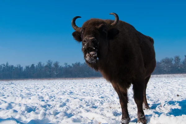 Lowing European Bison (Bison bonasus) female — Stock Photo, Image