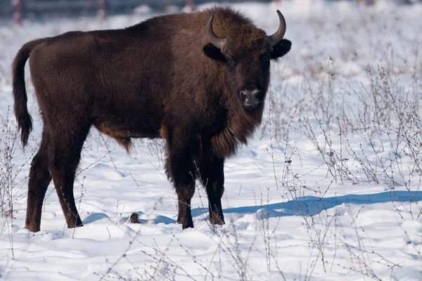 Bisonte europeo (Bison bonasus) en invierno — Foto de Stock