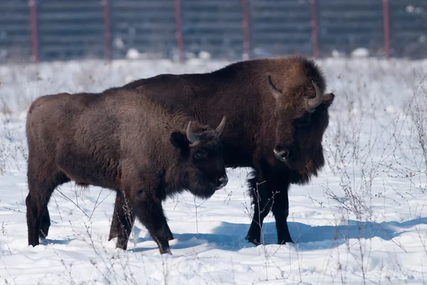 Imatur and Calf of European Bison — Stock Photo, Image