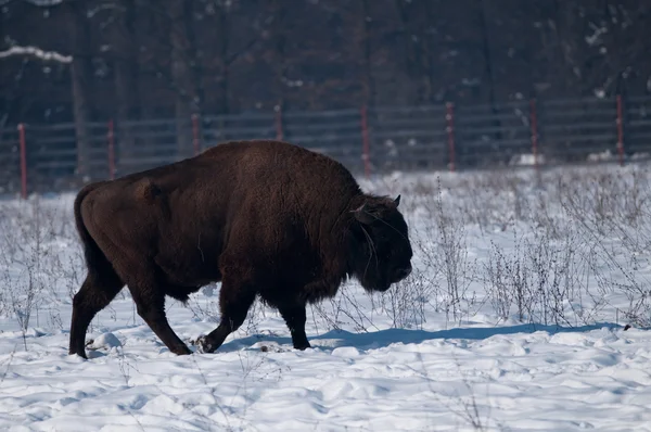 European Bison on snow — Stock Photo, Image