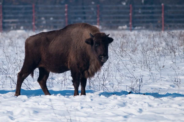 European Bison (Bison bonasus) in Winter — Stock Photo, Image