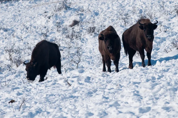 Three European Bisons in Winter — Stock Photo, Image
