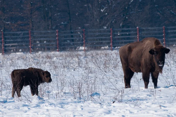 Adult and Calf od European Bison in Winter — Stock Photo, Image