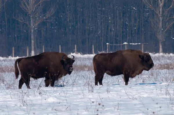 European Bison (Bison bonasus) in winter — Stock Photo, Image