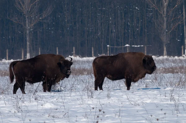 Two Males of Eurpean Bison (Bison bonasus) in Winter — Stock Photo, Image