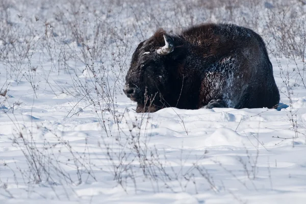 European Bison Rolling Over in Snow — Stock Photo, Image
