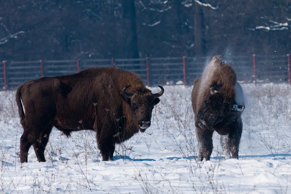 Europese bizon afschudden van sneeuw — Stockfoto