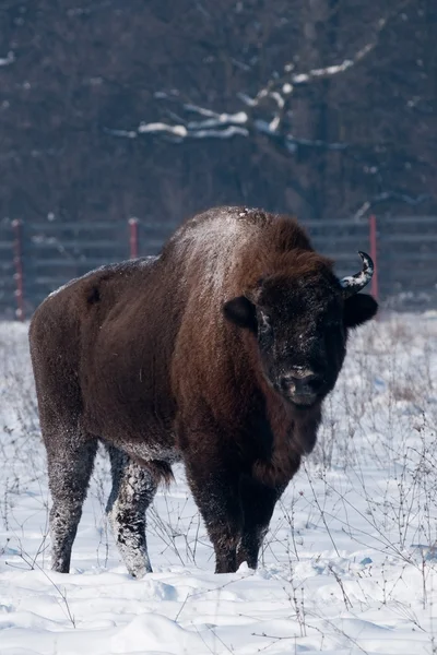 Bisonte europeo en invierno — Foto de Stock