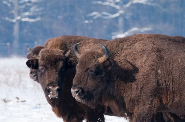 Europese bisons portret — Stockfoto