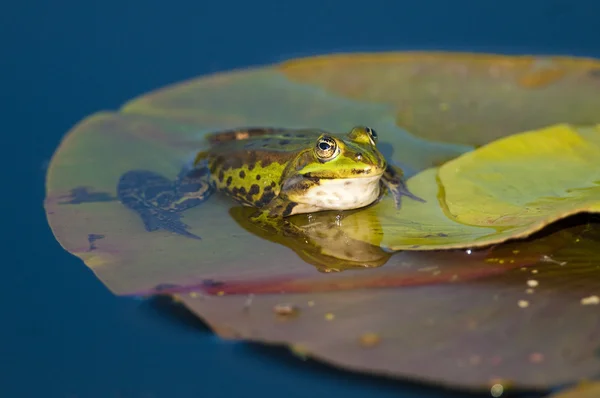 수련 잎에 식용 개구리 — 스톡 사진