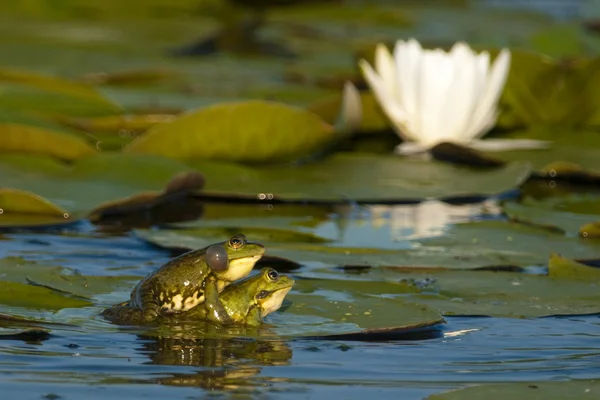 Eetbare kikker op waterlily blad — Stockfoto